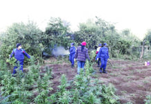 Shock as E1m dagga found in school